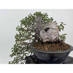 Prunus mahaleb I-8748 view 3