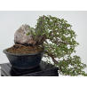 Prunus mahaleb I-8748 view 4