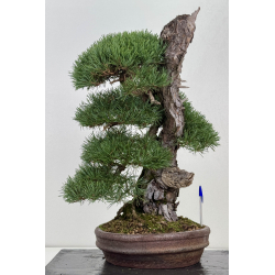 Pinus sylvestris -pino s. europeo- I-8753