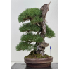 Pinus sylvestris -pino s. europeo- I-8753