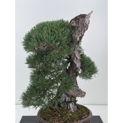 Pinus sylvestris I-8753 view 2