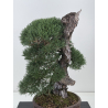 Pinus sylvestris I-8753 view 2