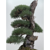 Pinus sylvestris -pino s. europeo- I-8753 vista 3