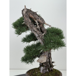 Pinus sylvestris -pino s. europeo- I-8753 vista 4