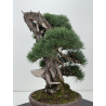 Pinus sylvestris -pino s. europeo- I-8753 vista 5