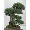 Pinus sylvestris -pino s. europeo- I-8753 vista 6