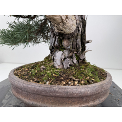 Pinus sylvestris -pino s. europeo- I-8753 vista 7