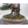 Pinus sylvestris I-8753 view 7
