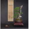 Pinus sylvestris -pino s. europeo- I-8753 vista 8