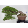 Pinus sylvestris -pino s. europeo- I-8755
