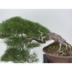 Pinus sylvestris -pino s. europeo- I-8755 vista 2