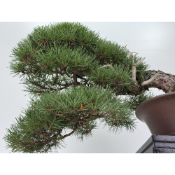 Pinus sylvestris -pino s. europeo- I-8755 vista 3