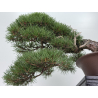 Pinus sylvestris -pino s. europeo- I-8755 vista 3