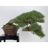 Pinus sylvestris -pino s. europeo- I-8755 vista 4