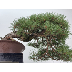 Pinus sylvestris I-8755 view 5