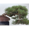 Pinus sylvestris I-8755 view 5