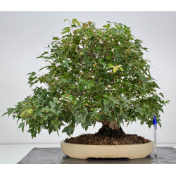 Acer buergerianum I-8756