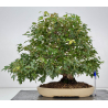 Acer buergerianum I-8756