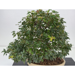 Acer buergerianum I-8756 vista 2
