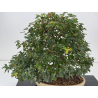 Acer buergerianum I-8756 vista 2