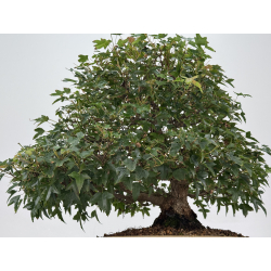 Acer buergerianum I-8756 vista 3
