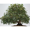 Acer buergerianum I-8756 vista 3