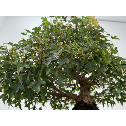 Acer buergerianum I-8756 vista 4