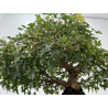 Acer buergerianum I-8756 vista 4