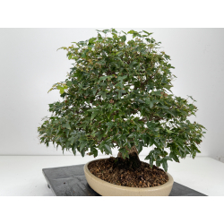 Acer buergerianum I-8756 vista 5
