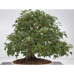 Acer buergerianum I-8756 vista 6