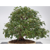 Acer buergerianum I-8756 vista 6