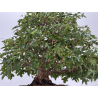 Acer buergerianum I-8756 vista 7