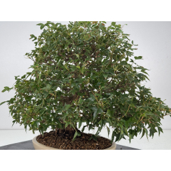 Acer buergerianum I-8756 vista 8
