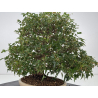 Acer buergerianum I-8756 vista 8
