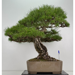 Pinus sylvestris I-8751