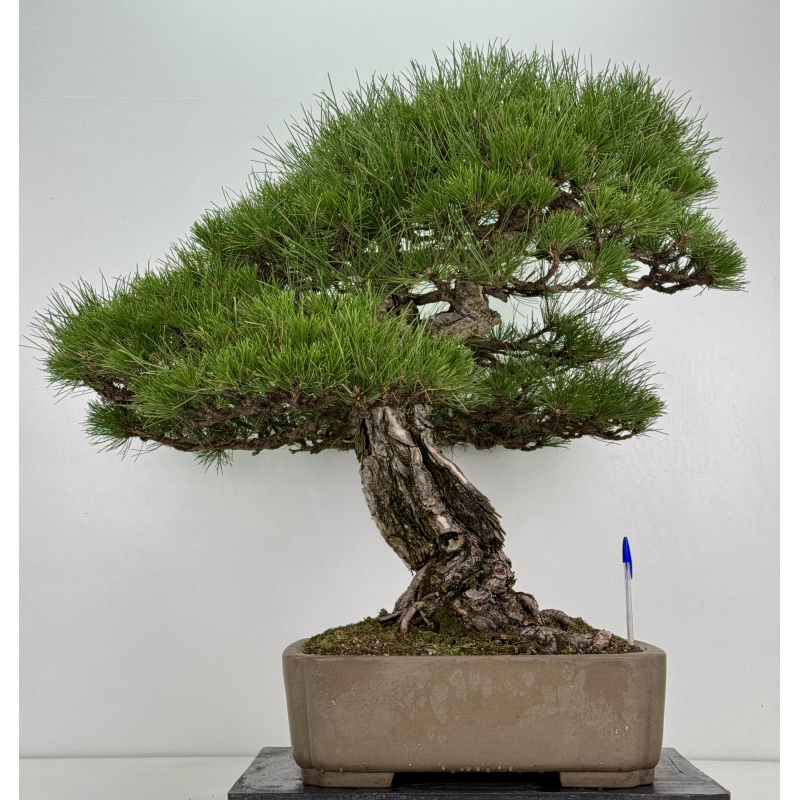 Pinus sylvestris I-8751