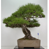 Pinus sylvestris - pino s. europeo - I-8751