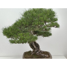 Pinus sylvestris - pino s. europeo - I-8751 vista 2