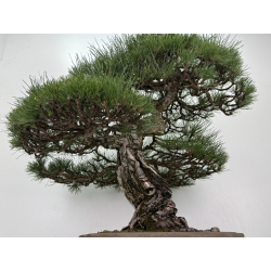 Pinus sylvestris - pino s. europeo - I-8751 vista 3