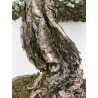 Pinus sylvestris - pino s. europeo - I-8751 vista 4