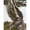 Pinus sylvestris - pino s. europeo - I-8751 vista 5