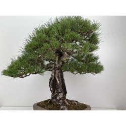 Pinus sylvestris - pino s. europeo - I-8751 vista 6