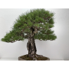Pinus sylvestris - pino s. europeo - I-8751 vista 6