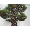 Pinus sylvestris - pino s. europeo - I-8751 vista 7