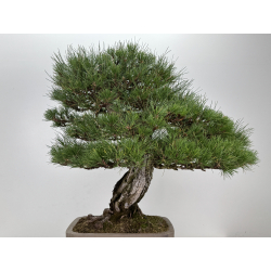 Pinus sylvestris - pino s. europeo - I-8751 vista 8