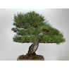 Pinus sylvestris - pino s. europeo - I-8751 vista 8