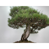 Pinus sylvestris - pino s. europeo - I-8751 vista 9