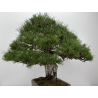 Pinus sylvestris - pino s. europeo - I-8751 vista 10