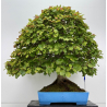 Fagus sylvatica I-8750