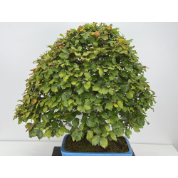 Fagus sylvatica -haya europea- I-8750 vista 2